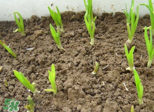 七月份可以種大蒜嗎？七月份怎樣種植大蒜才能發(fā)芽？