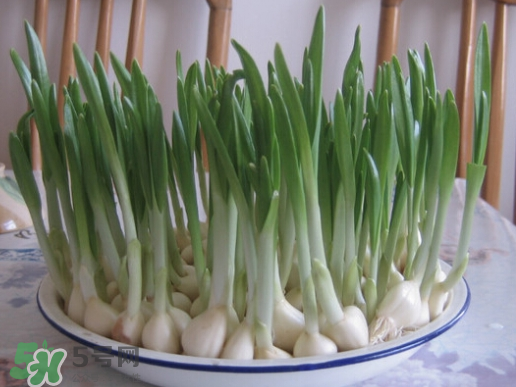 七月份可以種大蒜嗎？七月份怎樣種植大蒜才能發(fā)芽？