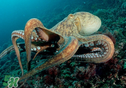 八爪魚為什么有大米？八爪魚為什么有墨汁