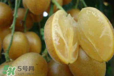 黃皮果可以減肥嗎？黃皮果能減肥嗎