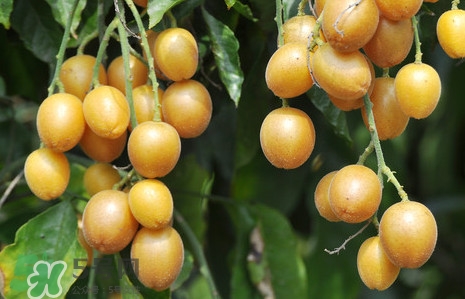 黃皮果能解酒嗎？黃皮果可以解酒嗎