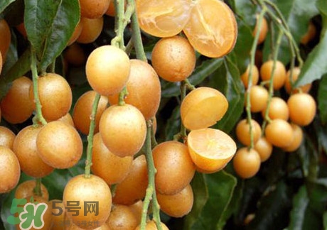 黃皮果可以放冰箱嗎？黃皮果可以放多久