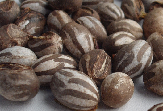 洋辣子多少錢(qián)一斤？洋辣子罐是什么