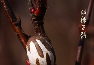 洋辣子罐怎么吃？洋辣子罐有什么營(yíng)養(yǎng)價(jià)值