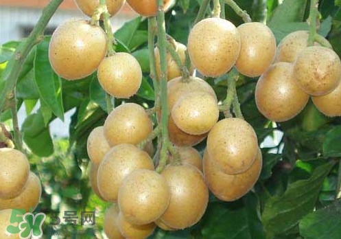 黃皮果可以放冰箱嗎？黃皮果可以放多久