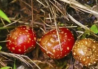 野地瓜是什么？野地瓜好吃嗎