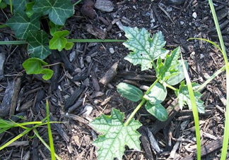 七月份可以種絲瓜嗎？絲瓜幾月份種植？