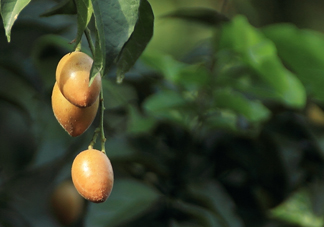 黃皮果可以減肥嗎？黃皮果能減肥嗎