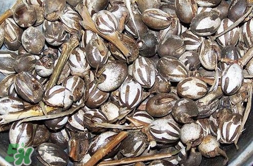 洋辣子罐怎么吃？洋辣子罐有什么營(yíng)養(yǎng)價(jià)值