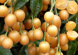 黃皮果可以放冰箱嗎？黃皮果可以放多久