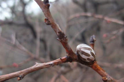 洋辣子多少錢(qián)一斤？洋辣子罐是什么