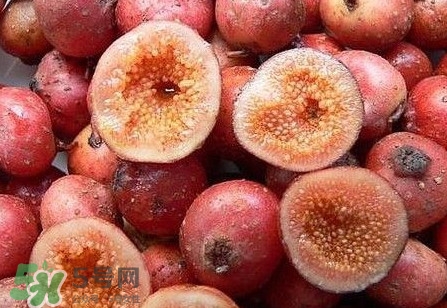 野地瓜是什么？野地瓜好吃嗎