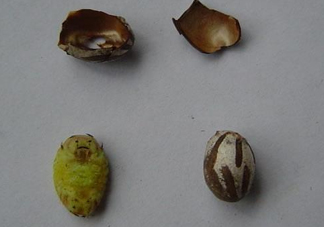 洋辣子是毛毛蟲(chóng)嗎？洋辣子和毛毛蟲(chóng)的區(qū)別