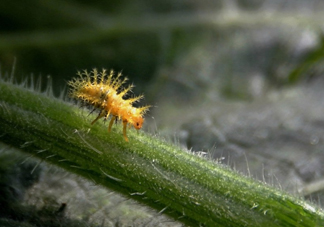 洋辣子是什么？洋辣子能吃嗎？