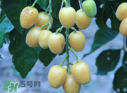 黃皮果什么人不能吃？黃皮果不能和什么一起吃