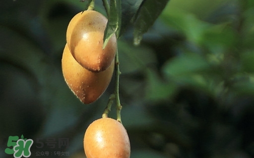 黃皮果可以減肥嗎？黃皮果能減肥嗎