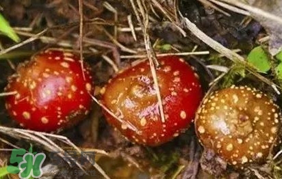 野地瓜是什么？野地瓜好吃嗎