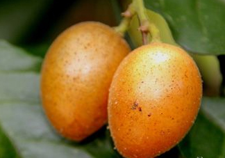 黃皮可以吃皮嗎？黃皮果可以帶皮吃嗎