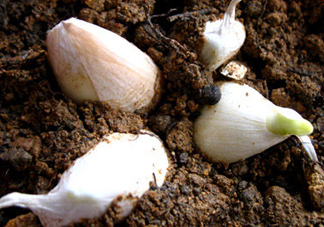 七月份可以種大蒜嗎？七月份怎樣種植大蒜才能發(fā)芽？