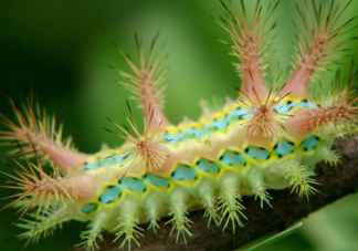 被洋辣子蟄了怎么辦？被洋辣子蟄到怎么治