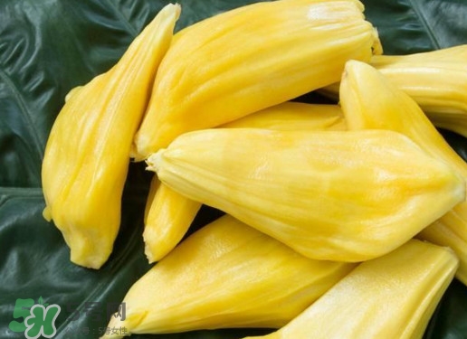 木菠蘿買來怎么吃？木菠蘿吃多了會怎樣？