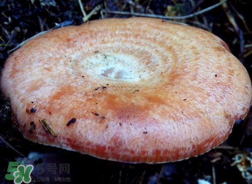 重陽(yáng)菌什么時(shí)候有？重陽(yáng)菌不能與什么食物一起吃