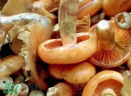 樅樹(shù)菌有毒嗎？樅樹(shù)菌怎么做好吃？