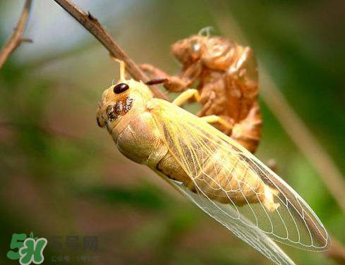 入伏還有知了猴嗎？入伏后還有知了猴嗎？