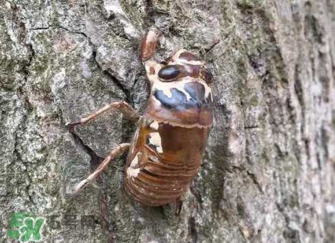 入伏還有知了猴嗎？入伏后還有知了猴嗎？