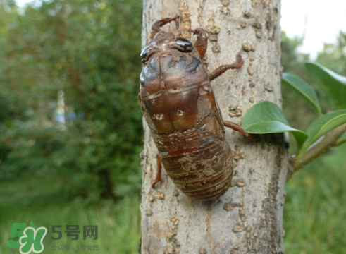 入伏還有知了猴嗎？入伏后還有知了猴嗎？