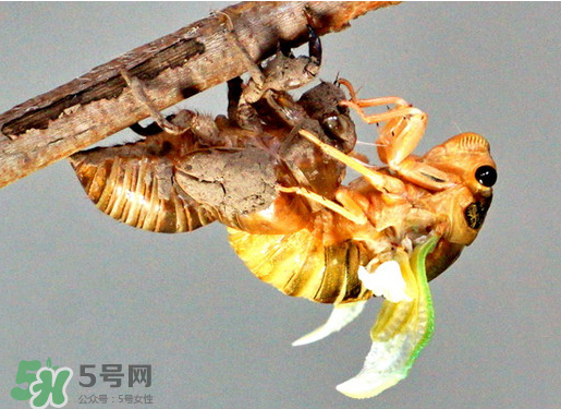 知了猴什么時(shí)候出來？知了猴幾月份出來？