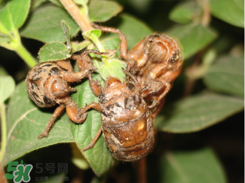 知了猴什么時(shí)候出來？知了猴幾月份出來？