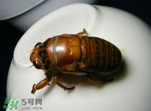 知了猴什么時(shí)候出來？知了猴幾月份出來？