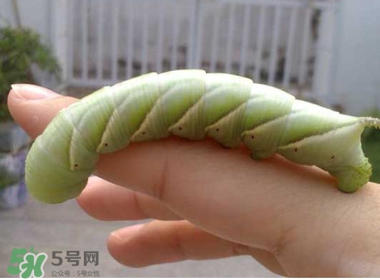 豆丹是什么？豆丹多少錢一斤？