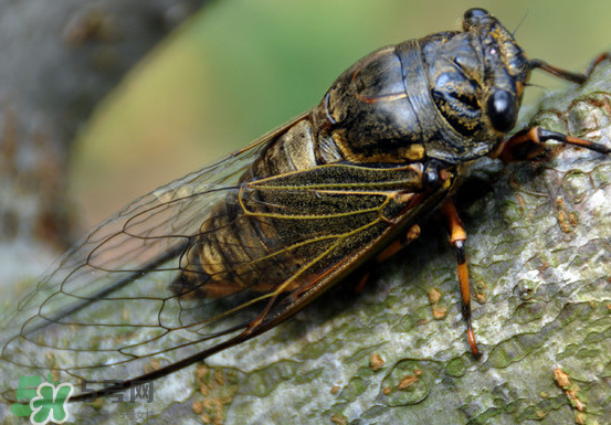 知了變黑了還能吃嗎？知了猴為什么會變黑？