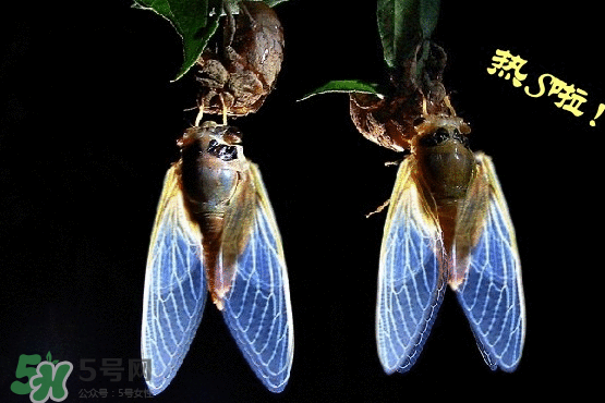 知了變黑了還能吃嗎？知了猴為什么會變黑？