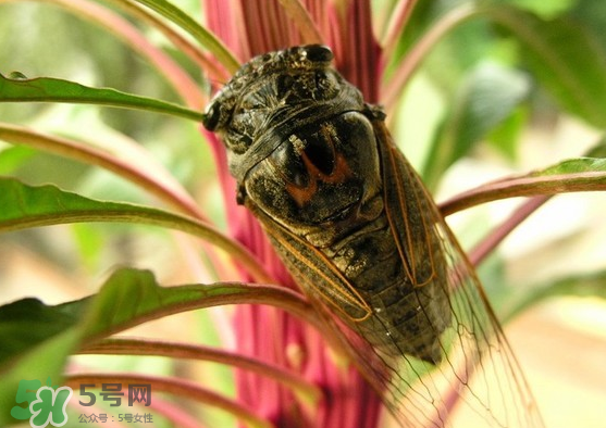 知了變黑了還能吃嗎？知了猴為什么會變黑？