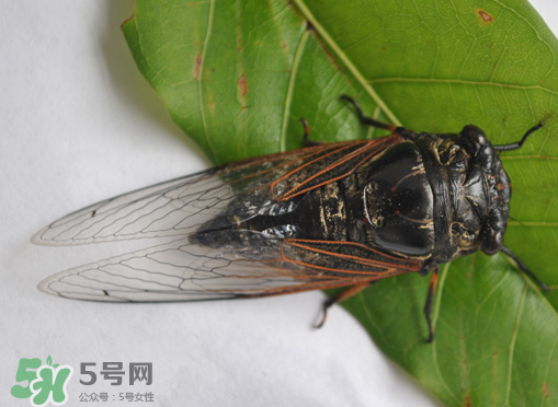 知了怎么保存不發(fā)黑？知了猴變黑了怎么辦？