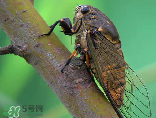 知了怎么保存不發(fā)黑？知了猴變黑了怎么辦？