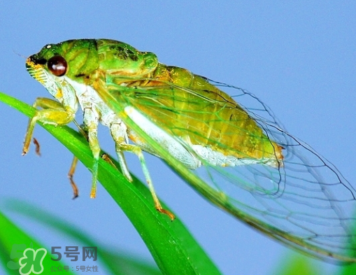 知了怎么保存不發(fā)黑？知了猴變黑了怎么辦？