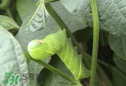 豆丹如何宰殺啊？豆丹可以室內(nèi)養(yǎng)殖嗎？