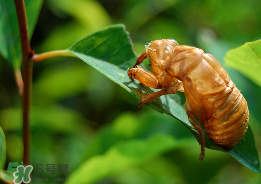 知了殼多少錢一斤？知了殼多少錢一斤2017？