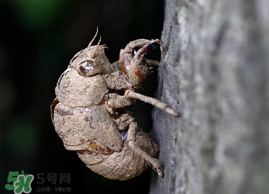 知了殼多少錢一斤？知了殼多少錢一斤2017？