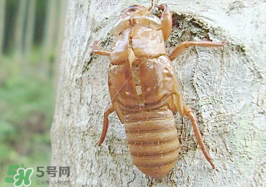 知了殼多少錢一斤？知了殼多少錢一斤2017？