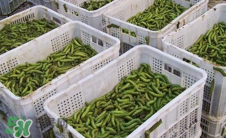 豆丹怎么吃？吃豆丹有什么好處