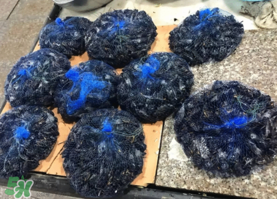 知了多少錢一斤？知了多少錢一斤2017？