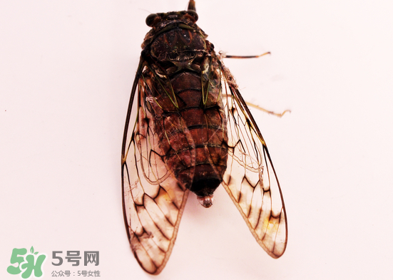 知了多少錢一斤？知了多少錢一斤2017？