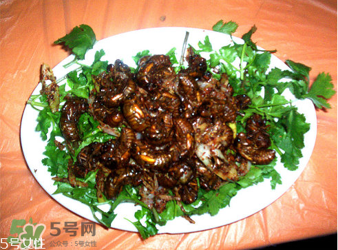 油炸知了猴有毒嗎？油炸知了猴的等與砒霜