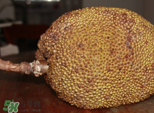 木菠蘿買來怎么吃？木菠蘿吃多了會怎樣？