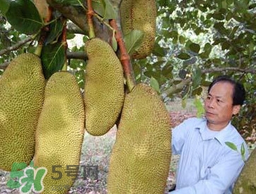 木菠蘿怎樣才算熟？木菠蘿怎么切？